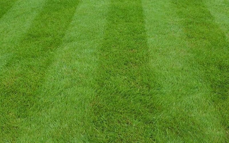 Lawn Care Maintenance