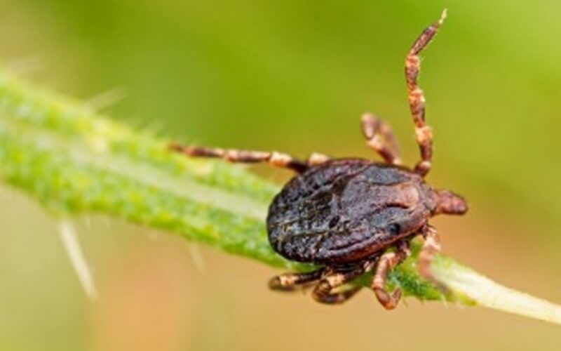 Lawn Tick Treatment