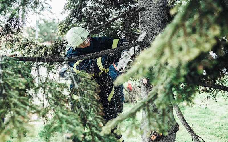 Tree Care & Maintenance Services