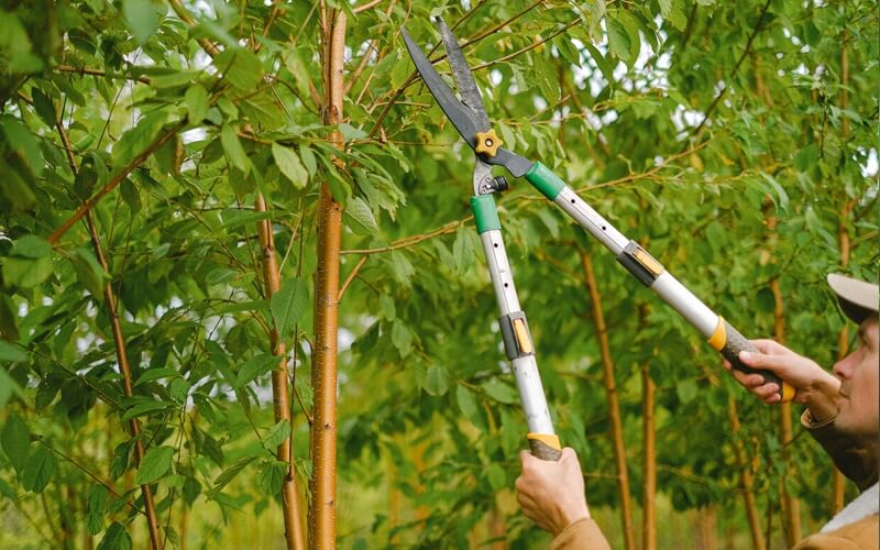 Tree Pruning